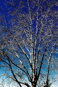 Low angle view of bare tree against blue sky