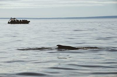 Boat swimming in sea against sky