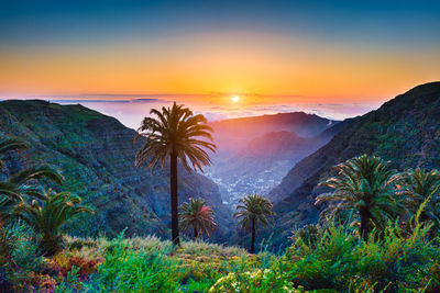 Scenic view of palm trees on mountain during sunset