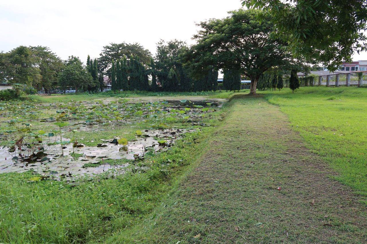 VIEW OF BIRDS ON FIELD