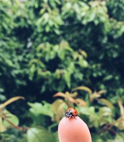 Cropped finger with ladybug against plants