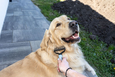 Close-up of dog