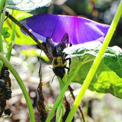 Close-up of insect on flower