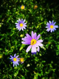 Close-up of purple flowers blooming outdoors