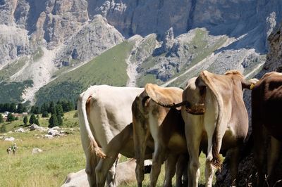 Cows on landscape against mountains