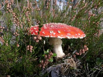 Close-up of fly agaric mushroom in forest