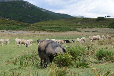 Sheep grazing in a field