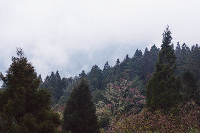 Panoramic view of trees and mountains against sky