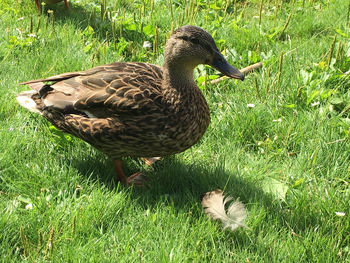 Mallard duck on field