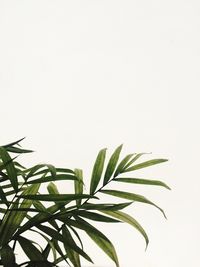 Close-up of plant against white background