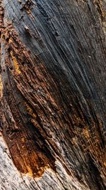 Full frame shot of tree trunk