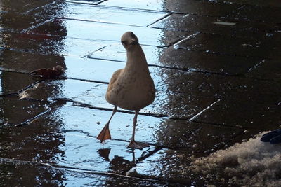 Close-up of bird perching on lake