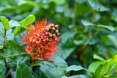 Close-up of red flowering plant