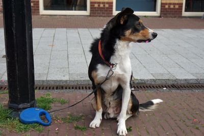 Dog looking away on footpath