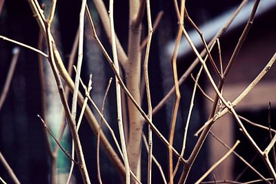 Low angle view of bare tree