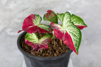 High angle view of potted plant