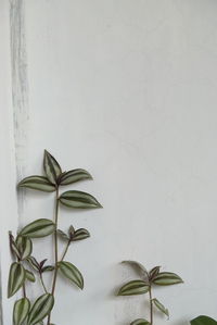 Tradescantia zebrina leaves or inchplant foliage in home garden.