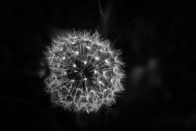 Close-up of dandelion flower against black background