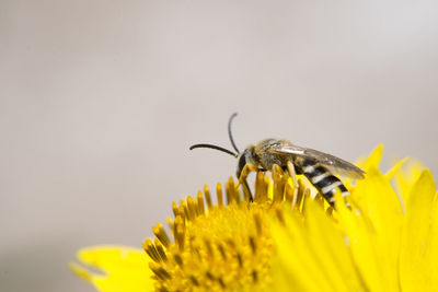 Close-up of insect on yellow flower