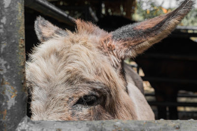 Close-up of a horse