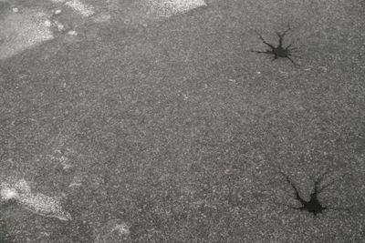 Close-up of insect on sand