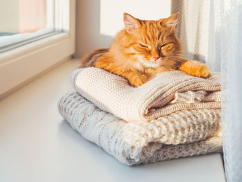 Cute ginger cat sleeps on pile of cable-knitted sweaters. winter sunset. fluffy pet on window sill.