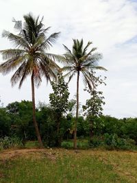 Palm trees on field against sky