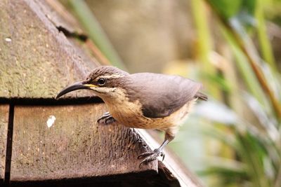 Close-up of bird perching outdoors