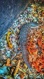High angle view of lizard on yellow autumn leaf