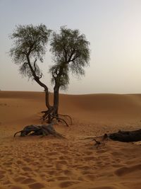 Tree on sand against clear sky