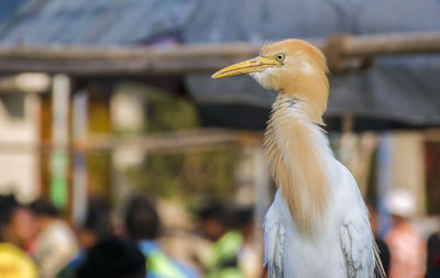 Close-up of a bird