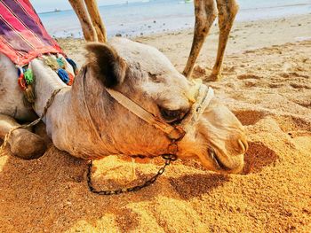 View of animal on beach