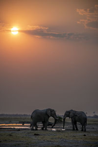 Elephants drinking water