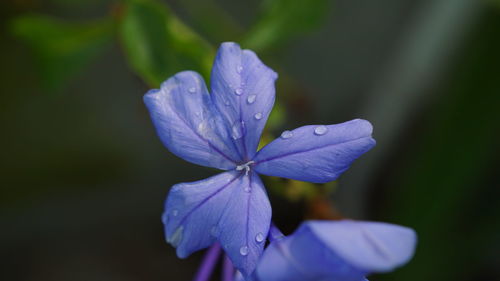 Close-up of purple flowering plant