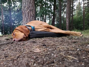 Dog resting on tree trunk