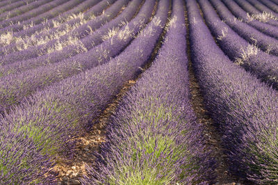 Full frame shot of lavender field