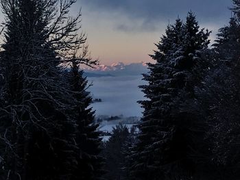 Low angle view of trees in forest during sunset