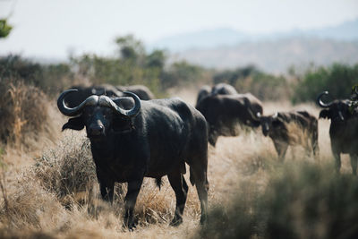 Water buffalos standing in field