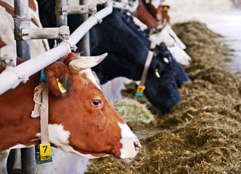 Close-up of a cow