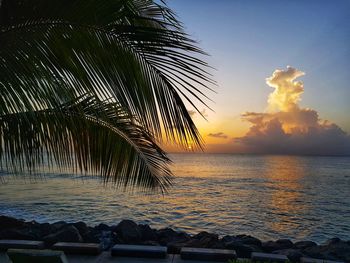 Palm tree by sea against sky at sunset