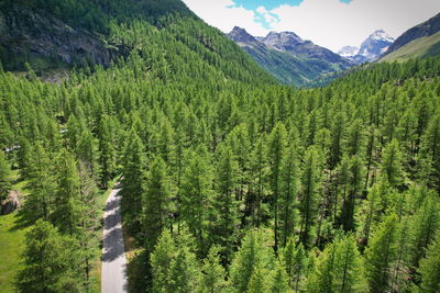 Scenic view of pine trees in forest