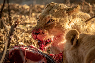 Close-up of lioness