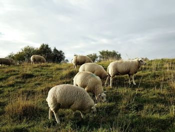 Sheep on field against sky