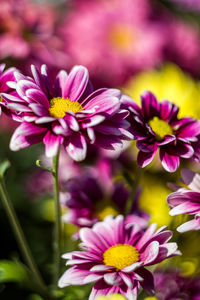 Close-up of pink flowering plants