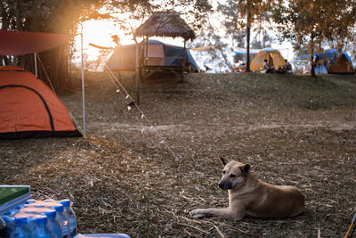 Dog sitting in tent on field