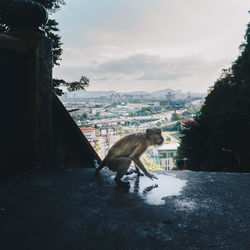 View of monkey and buildings in city