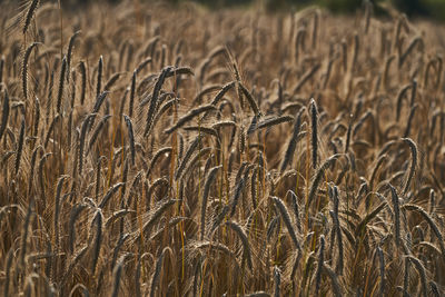 Full frame shot of wheat field