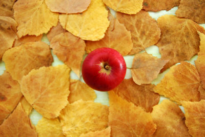 Full frame shot of orange leaves