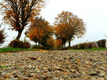 Road passing through forest