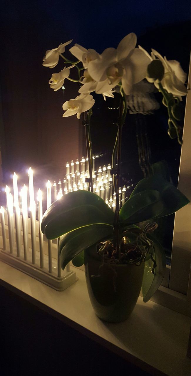 CLOSE-UP OF ILLUMINATED FLOWERS